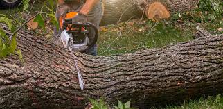Lawn Pest Prevention in Fairbury, NE