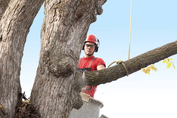 How Our Tree Care Process Works  in  Fairbury, NE